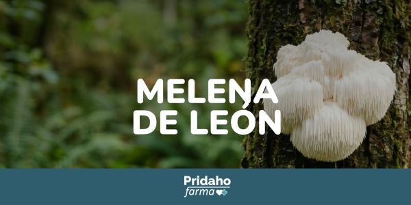Melena de león: qué es, por qué interesa y cómo se utiliza en complementos alimenticios
