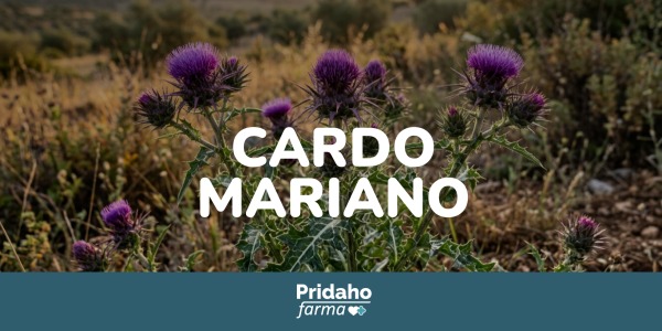 Propiedades del cardo mariano: beneficios y usos